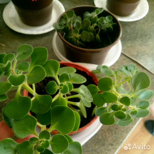 Каланхоэ,фиалки,декабрист,дифенбахия и т д