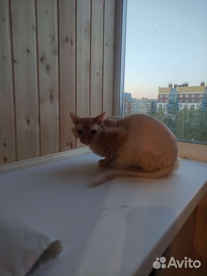 Канадский сфинкс