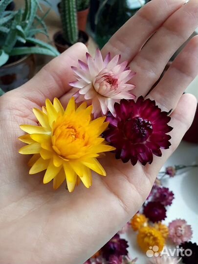 Гелихризум (сухоцвет)