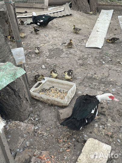 Утята