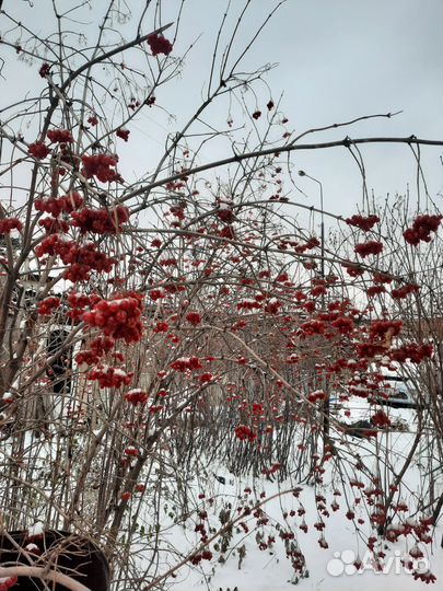 Калина садовая