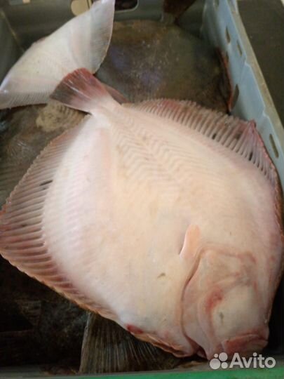 Рыба камбала Азовская