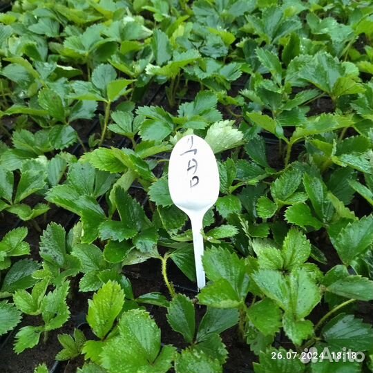 Ремонтантные сорта. Рассада зкс