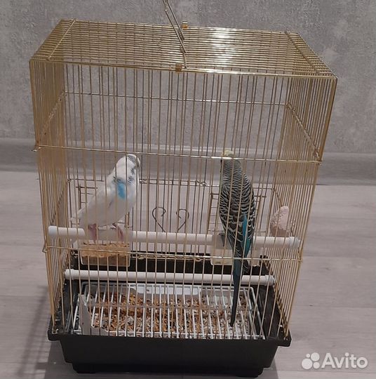 Попугаи с клеткой