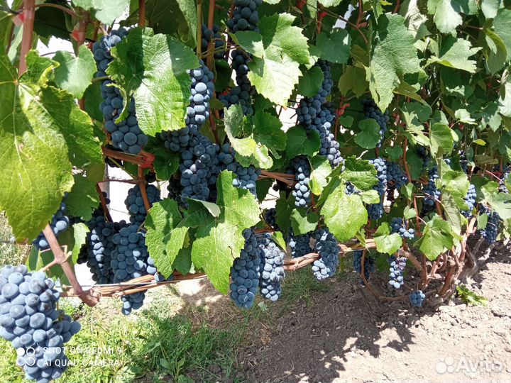 Виноград универсальный