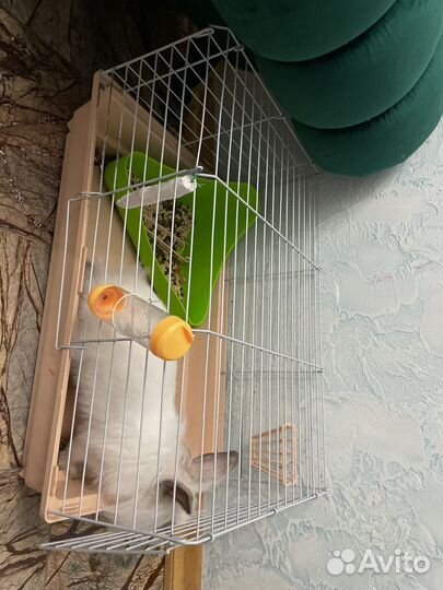 Декоративные кролики