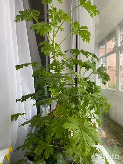 Комнатные растения цветы