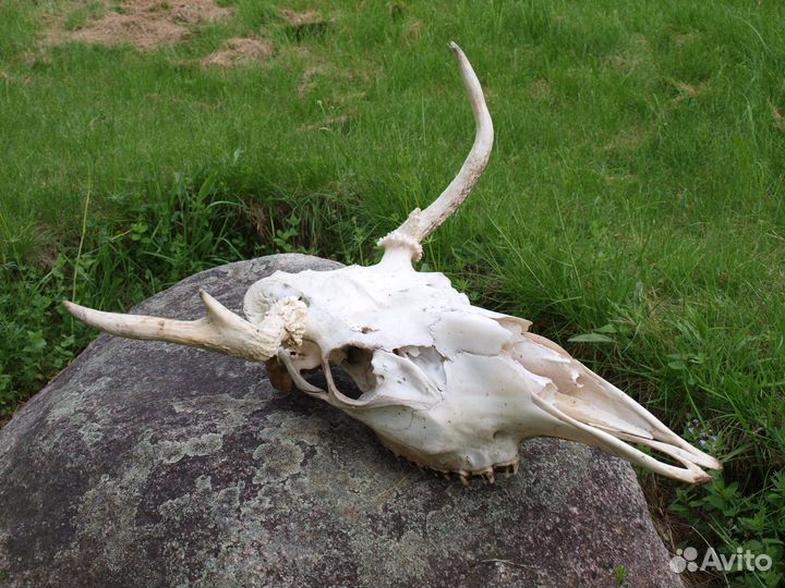 Череп лося