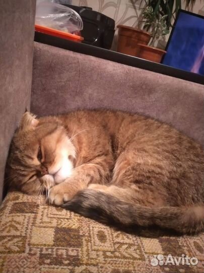 Отдам в добрые руки,кошечка,стерилизованная