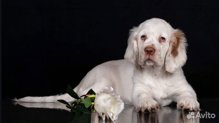 Кламбер спаниель