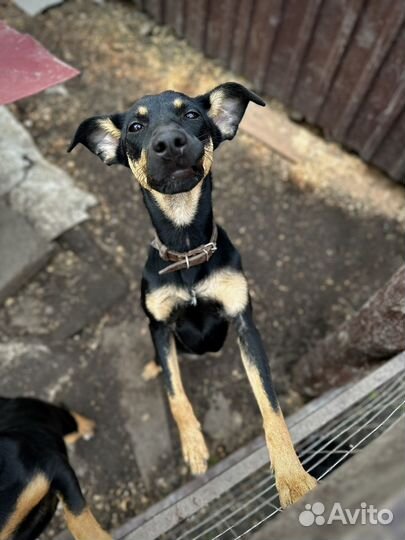 Девочка в добрые руки