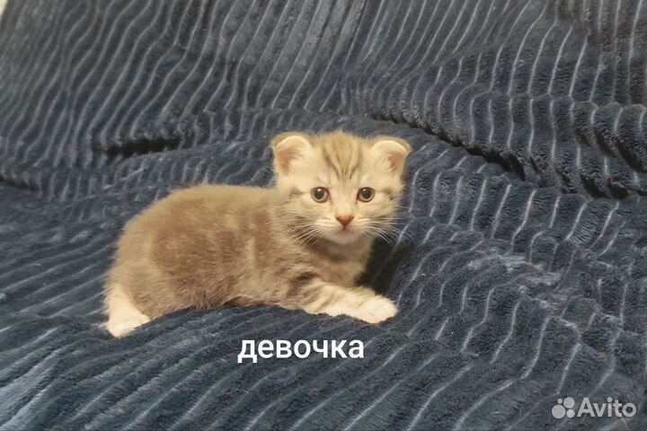Шотландские вислоухие котята