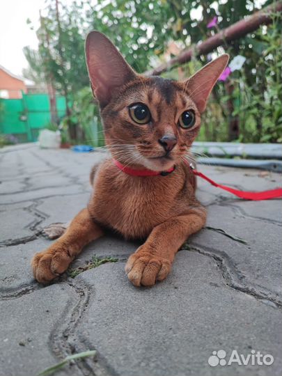 Абиссинские котята