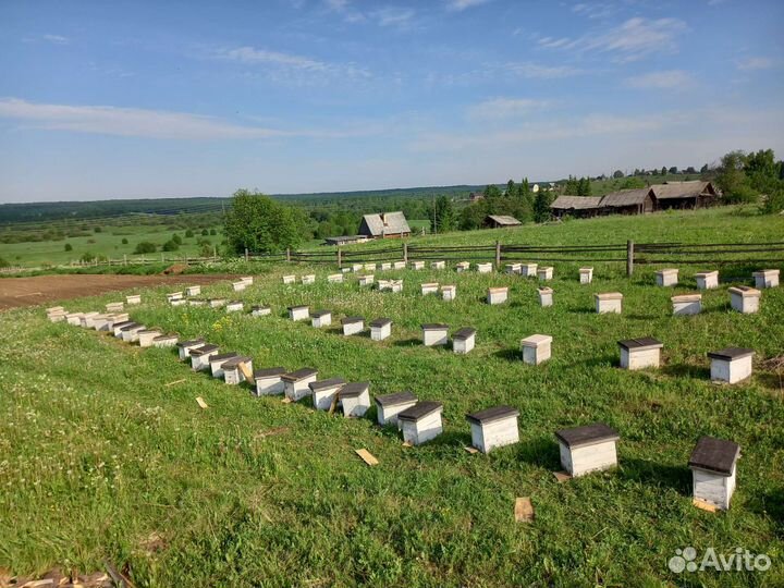 Матки плодные