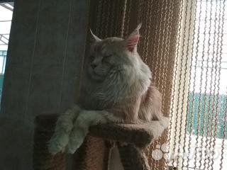 Кот Мэйн Кун для вязки