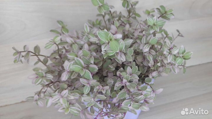 Цветы комнатные