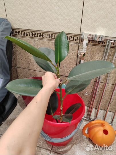 Фикус эластика робуста