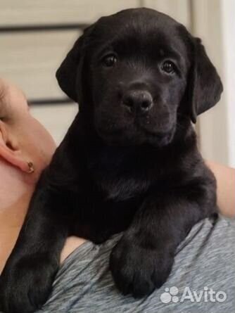 Щенок лабрадора