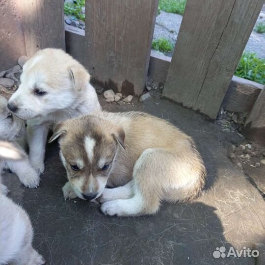 Щенки помесь Сибирской хаски и Алабая