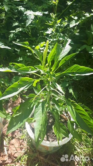 Перец острый