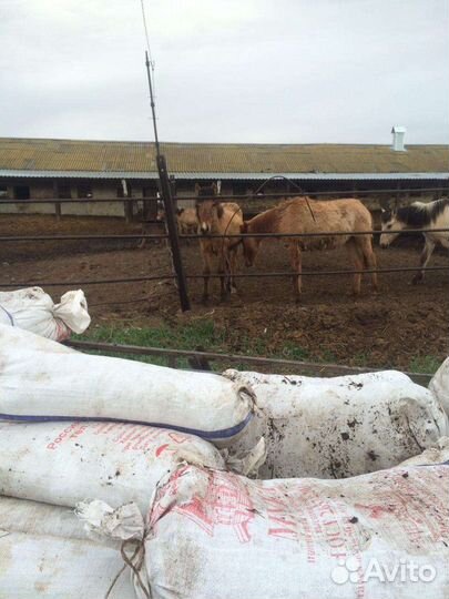 Навоз,перегной конский,бычий