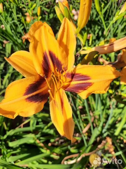 Лилейники сортовые