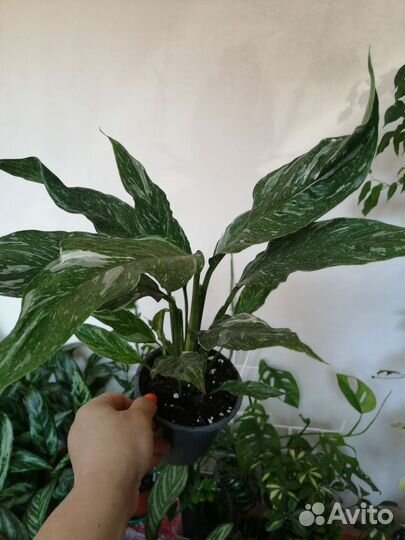 Спатифиллум даймонд