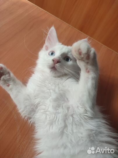 Мальчики породы Мейн-кун