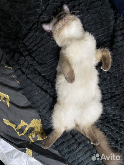 Отдаю кота
