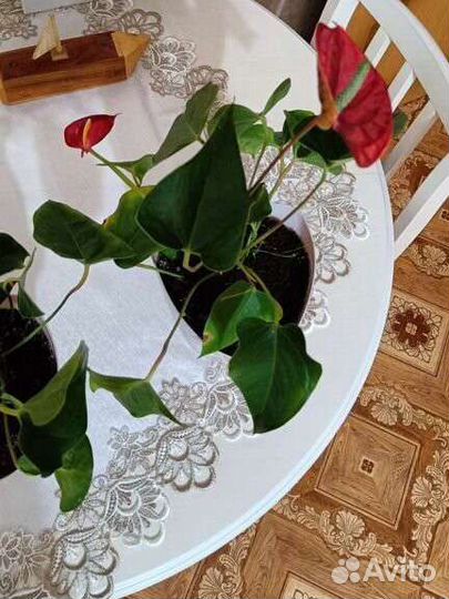 Комнатные цветы антуриум