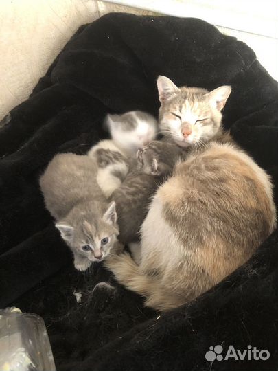 Котята в добрые руки