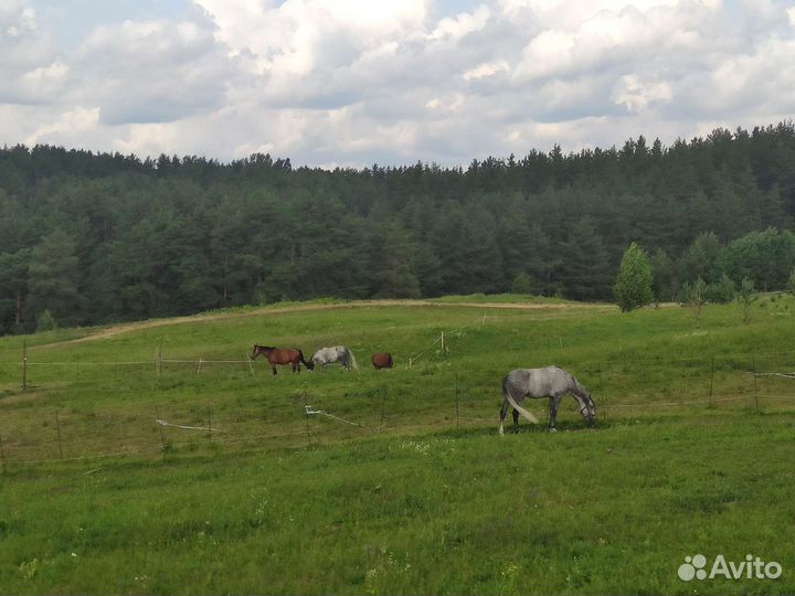 Постой для лошадей