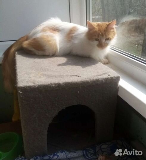 Кузеньке нужен дом. На передержке