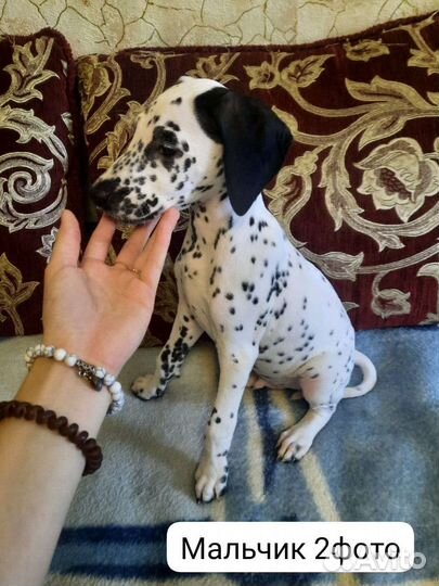 Щенки далматина