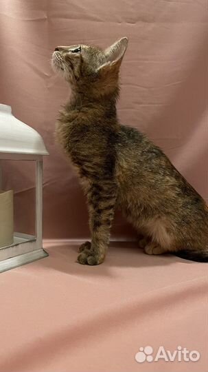 Котята бесплатно