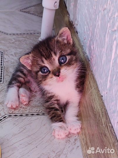Кошка (простая )