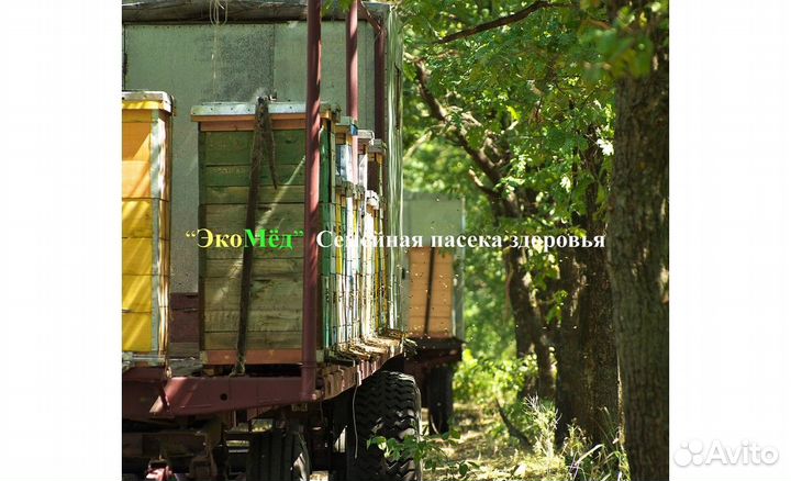 Мёд с собственной пасеки