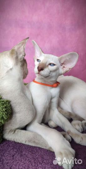 Сиамская ориентальная экстрим