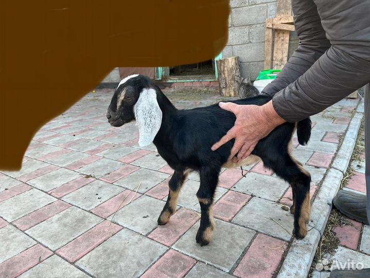 Нубийские козлята