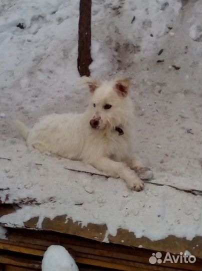 Собака в добрые руки