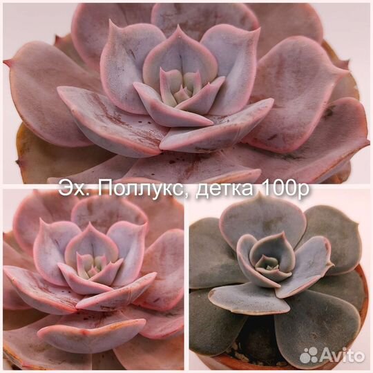 Домашние суккуленты