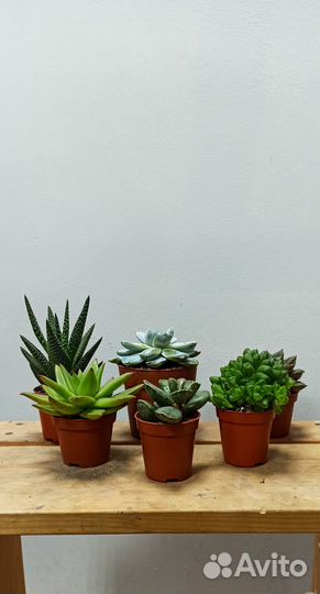 Суккуленты