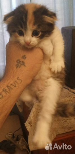 Вислоухие котята