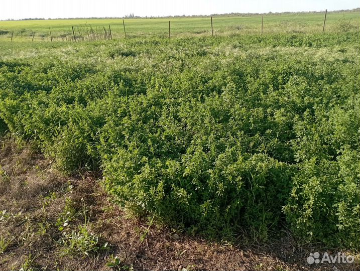 Продам люцерку