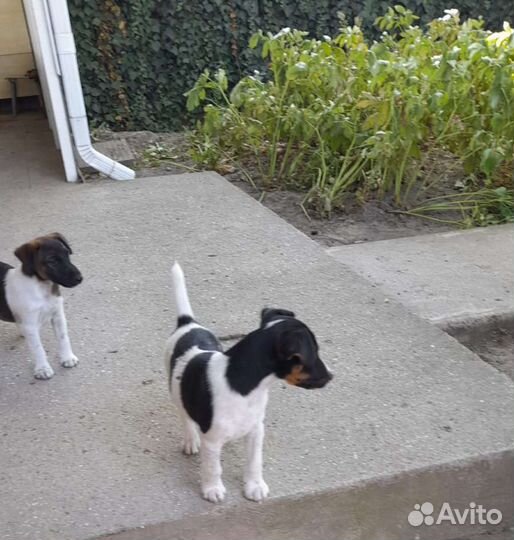 Фокстерьер гладкошерстный