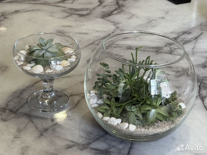 Флорариум из суккулентов