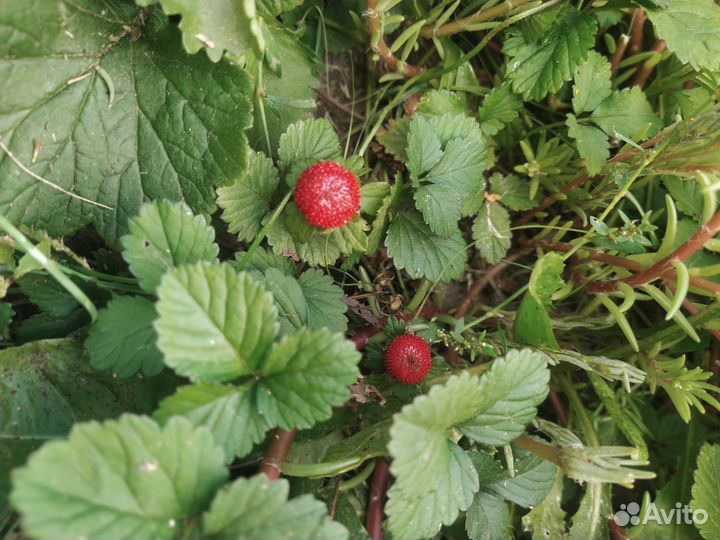 Дюшенея (лапчатка индийская)