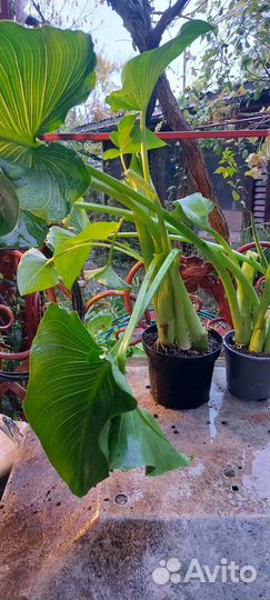 Калла эфиопская