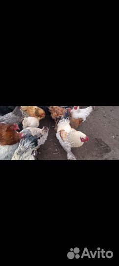 Инкубационные яйца ассорти