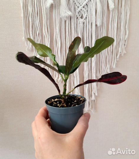 Комнатные растения Кротон Ред батик